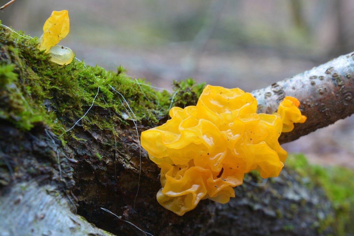 Представитель Семейства Tremellaceae